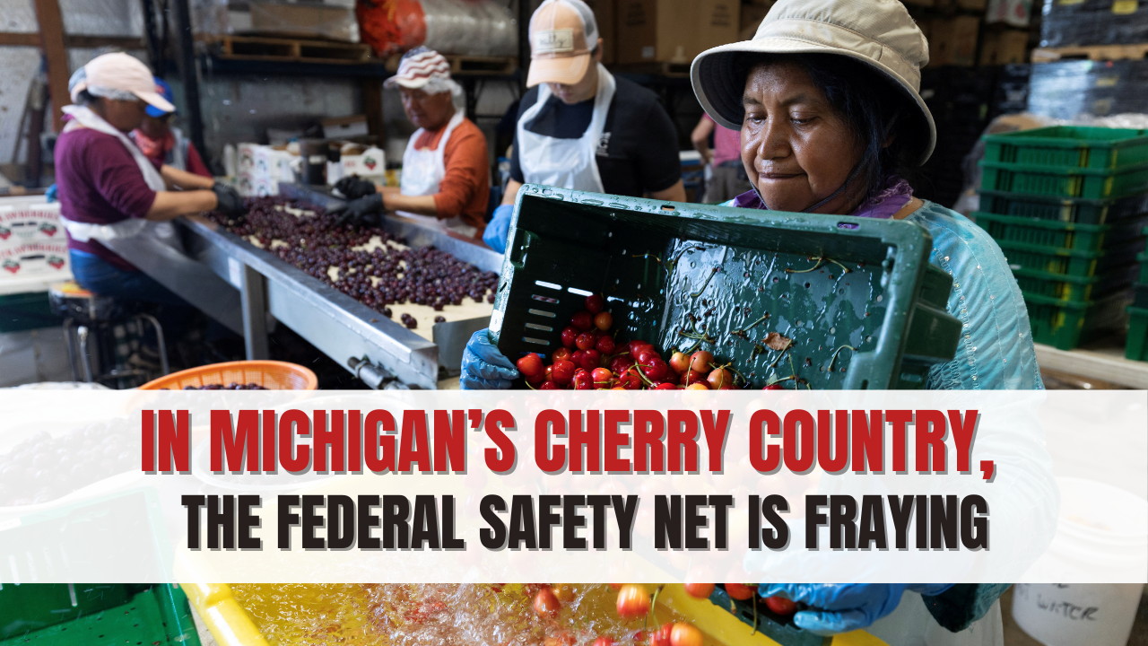 In Michigan’s cherry country  the federal safety net is fraying
